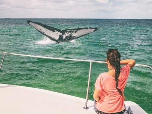 sayulita whale watching