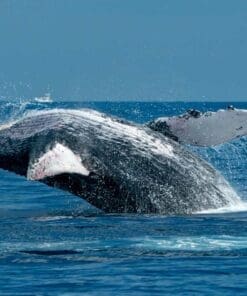 Cabo Whale Watching Tour