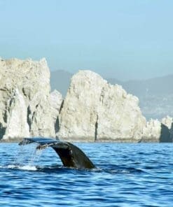 Cabo Whale Watching Tour
