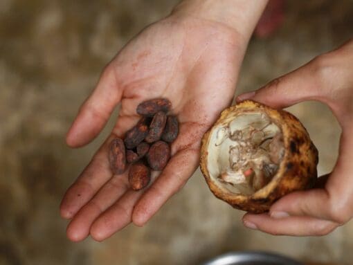 Oaxaca Chocolate and Cacao Workshop