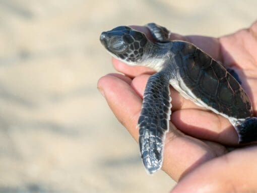 Puerto Vallarta Turtle Release Activity