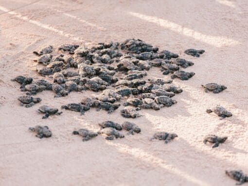 Puerto Vallarta Turtle Release Activity