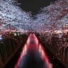 cherry blossoms in tokyo tour