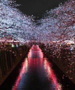 cherry blossoms in tokyo tour
