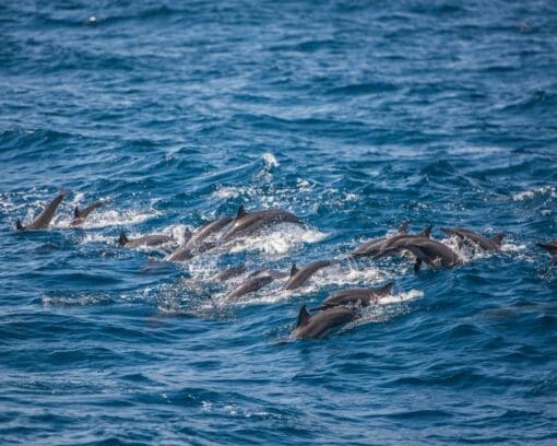Puerto Escondido Dolphin Watching Tour