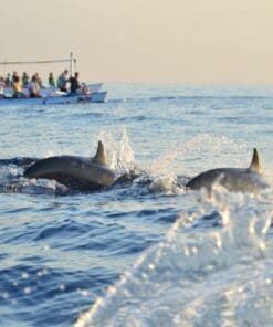 Puerto Escondido Dolphin Watching Tour