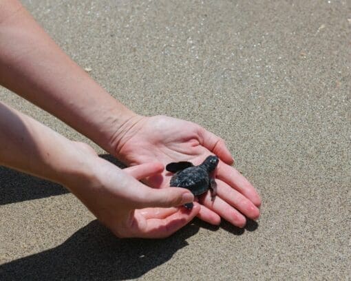 Puerto Escondido Turtle Release Experience