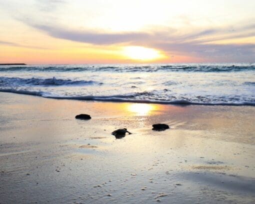 Puerto Escondido Turtle Release Experience